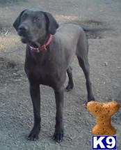 Stud Dogs - Great Dane